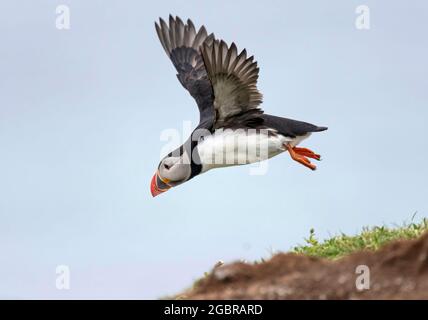 Atlantic Puffin, Fratercola artica, in volo, Isola di lunga, Scozia Foto Stock