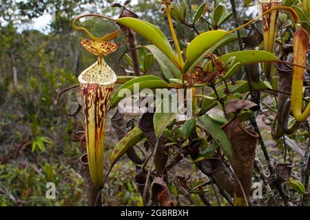 Pianta e carnivore della pianta carnivora di nepenthes stenophylla, Sarawak, Borneo, Malesia Foto Stock