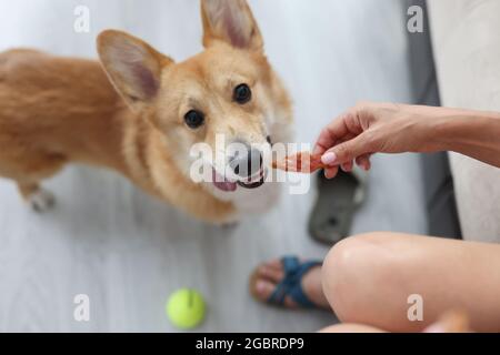 Donna che dà corpo cane pezzo di carne a casa Foto Stock