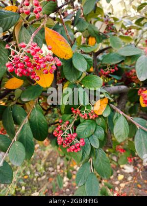 Grappolo di bacche di biancospino su un cespuglio con foglie verdi e gialle in una giornata di sole inverno Foto Stock