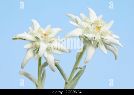 Botanica, alpine edelweiss, Leontopodium rock Garden, Svizzera, USO-NON-ESCLUSIVO-PER CARTA-BIGLIETTO-DI-AUGURI-PIEGHEVOLE-USO-CARTOLINA Foto Stock