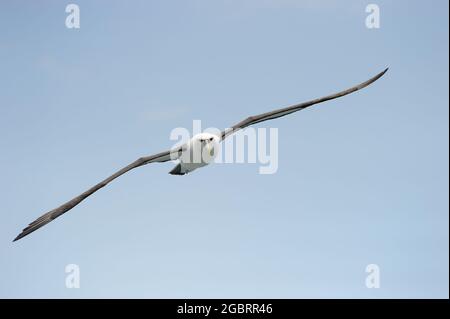 Shy albatross (Thalassarche cauta), adulto, volare contro il cielo blu, isola Stewart, Nuova Zelanda. Foto Stock