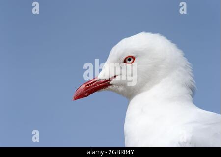 Ritratto di gabbiano (Chromicocephalus scopulinus), isola di Stewart, Nuova Zelanda Foto Stock