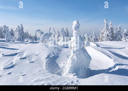 Paesaggio durante il giorno d'inverno. Alberi di abete rosso nelle nevi. Prato e foreste. Paese delle meraviglie di Natale. Alta montagna. Sfondo innevato. Natura sce Foto Stock