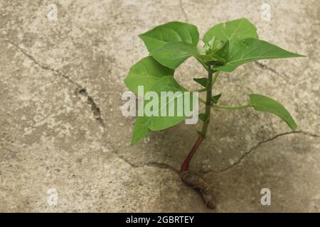 Primo piano di un ramo di fiore delle quattro ore che cresce sul terreno di pietra in Indonesia Foto Stock