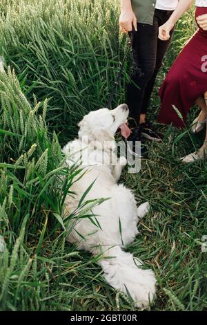 Il cane si stese a riposare durante la passeggiata con i suoi proprietari . Donna incinta . Famiglia e gravidanza. Amore e tenerezza. Felicità e serenità. Prendersi cura di Foto Stock