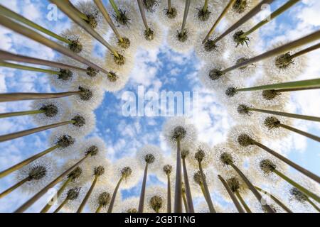 Primo piano di semi di dandelioni a forma di cuore che si affaccia sul cielo blu con le nuvole. Foto Stock