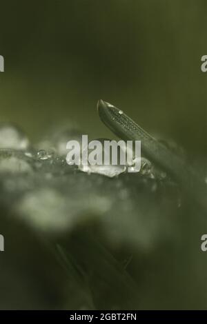 HAMPSHIRE, REGNO UNITO - 22 dicembre 2020: Immagine macroscopica di una goccia d'acqua protetta da un gambo di erba Foto Stock