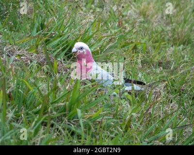 Uccello, Galah o rosa bianco e grigio cockatoo in un campo verde erboso mangiare, munching su fiori bianchi margherite e semi tra l'erba, Australia Foto Stock