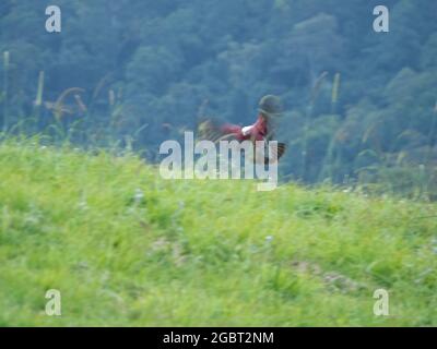 Galah rosa e grigia in volo mentre si prepara a atterrare in un campo verde erboso, ali sfocate Foto Stock