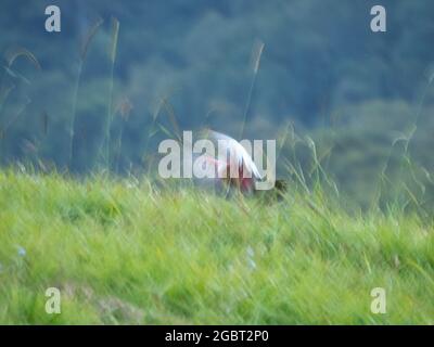 Galah rosa e grigia in volo mentre si prepara a atterrare in un campo verde erboso, ali sfocate Foto Stock