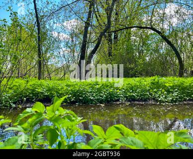 Meraviglioso paesaggio verde mattina con albero piegato a forma di arco vicino al piccolo fiume. Betulla appoggiata a terra in un arco sulla riva del fiume. Una calma Foto Stock