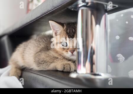 Allarmato gattino britannico giace sul divano e fissa con forza, sta cacciando qualcuno. Foto Stock