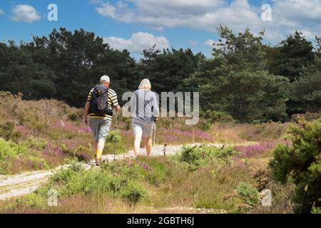 Coppia matura che cammina attraverso la brughiera nella campagna di Suffolk in estate, Dunwich, Suffolk Inghilterra UK Foto Stock