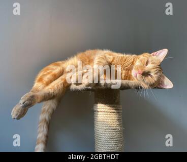 gatto nel post Foto Stock