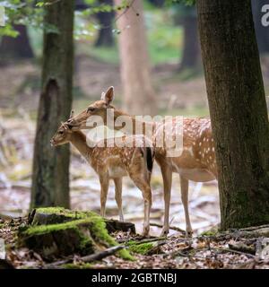 Duelmen, NRW, Germania. 05 agosto 2021. Una femmina (femmina) di daino (dama) nuzzles delicatamente il suo carino piccolo pegno. Gli animali naturalmente timidi intorno ai boschi della Riserva Naturale di Duelmen godono delle temperature più calde e attualmente molto più tranquilla campagna di Muensterland durante le vacanze estive, dato che meno escursionisti e famiglie disturbano i loro figli crescenti. Credit: Imageplotter/Alamy Live News Foto Stock