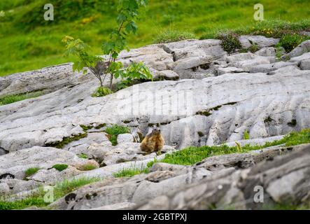 Marmotta alpina (Marmota marmota) sulle rocce delle Alpi bernesi Foto Stock