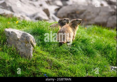 Due marmotte alpine (Marmota marmota) che si affaccia dalla sua stalla nelle Alpi bernesi Foto Stock