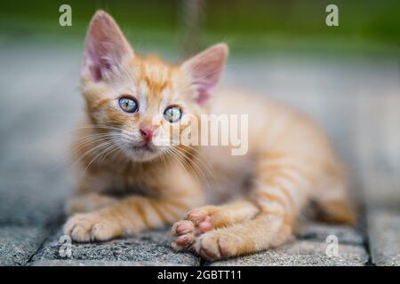 Ritratto di un gattino rosso in giardino. Tabby divertente gattino rosso con occhi verdi e grandi orecchie. Tema animale bambino Foto Stock