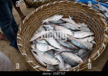 I pesci sono smistati fuori per essere venduti nel mercato a Digha, Bengala occidentale, India. Foto Stock