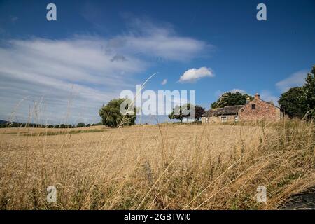 Casa colonica costruita in pietra e mattoni al di là di un campo di grano maturo contro un cielo estivo blu nello Yorkshire occidentale Foto Stock