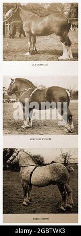 Una carta d'annata (intorno agli anni '40) che mostra le razze di cavalli di Clydesdale; Suffolk Punch & Percheron. Il Clydesdale proviene da Clydesdale, un nome arcaico per il Lanarkshire; la Scozia, il Punch Suffolk conosciuto anche come il cavallo Suffolk o Suffolk Sorrel, è una razza inglese di cavallo da traino originariamente allevato nel paese inglese del Sussex . La parola 'Punch' è una vecchia parola inglese per una persona di stout breve; Percheron è una razza di cavallo di tiro che ha avuto origine nella valle del fiume Huisne nella Francia occidentale Foto Stock