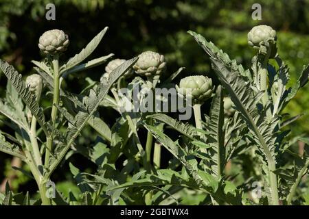 Carciofi verdi che crescono in un campo Foto Stock