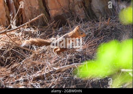 Squirell nella pineta di Feniglia, Toscana Foto Stock