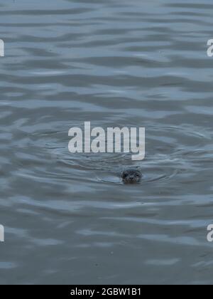 Ritratto animale di una foca del porto che si rompe attraverso la superficie delle acque ghiassose dell'estuario del Tees mentre nuota verso la fotocamera. Foto Stock