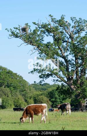 Inglese longhorn bovini (Bos taurus) che pascolano vicino ad un albero di quercia dove cicogne bianche (Ciconia ciconia) sono nidificazione, Knepp Estate, Sussex, UK, Giugno 2021. Foto Stock