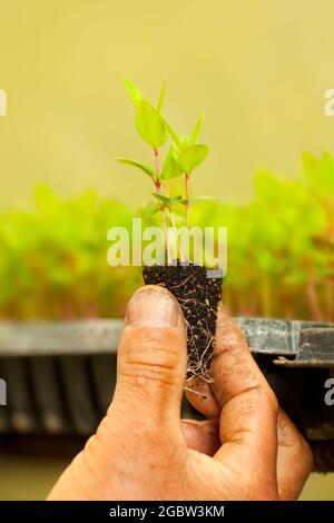 Una mano dei coltivatori che tiene una pianta germogliata in una serra. Foto Stock