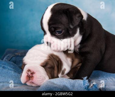 Due divertenti cuccioli di Bullies Americani su sfondo blu Foto Stock