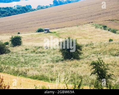 Il Devil's Den vicino a Marlborough nel Wiltshire. Foto Stock