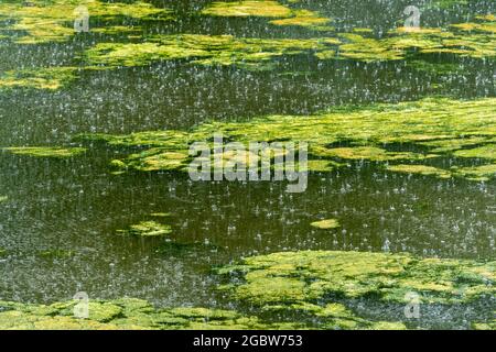 Pioggia pesante che cade in un lago, tempo estremo durante l'estate, pioggia torrenziale docce, downpour, UK Foto Stock