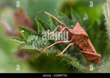 Il bug del dock (Coreus marginatus) è ovviamente confuso tra le nettle Foto Stock