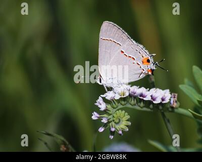 Farfalla grigia hairstreak seduta su fiori di Heliotrope di sale Foto Stock