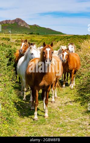 Cavalli Pembrokeshire Foto Stock