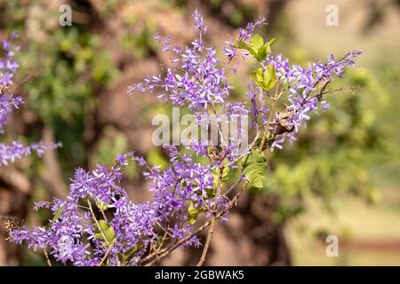 Regina di Wreath Fiori della specie Petrea volubilis Foto Stock