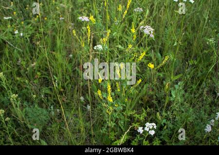 Bellissimi fiori crescono nel campo tra il verde. La foto è stata scattata a Chelyabinsk, Russia. Foto Stock
