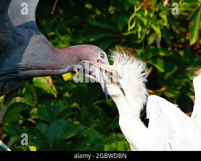 Little Blue Heron Adulti che nutrano un pesce vivo di cazzo Foto Stock