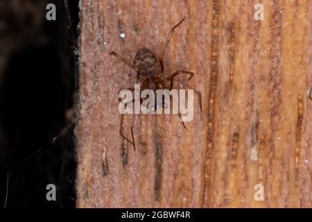 Spittente bruno Spider del genere Scitides Foto Stock