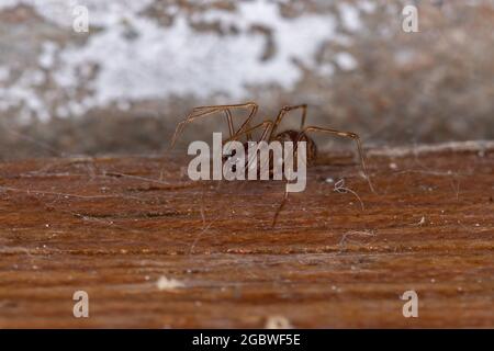 Spittente bruno Spider del genere Scitides Foto Stock