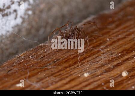 Spittente bruno Spider del genere Scitides Foto Stock