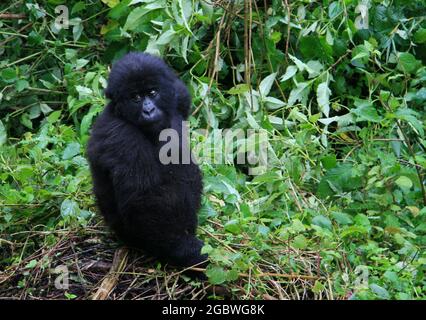 Primo piano ritratto del bambino in pericolo montagna Gorilla (Gorilla beringei beringei) guardando fotocamera Parco Nazionale Vulcani, Ruanda. Foto Stock