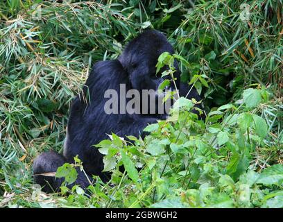 Ritratto closeup di un adulto in via di estinzione Silverback Mountain Gorilla (Gorilla beringei beringei) seduto a mangiare bambù Volcanoes National Park, Rwand Foto Stock