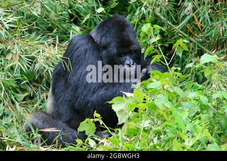 Ritratto di un adulto in via di estinzione Silverback Mountain Gorilla (Gorilla beringei beringei) seduto a mangiare bambù Vulcani National Park, RW Foto Stock