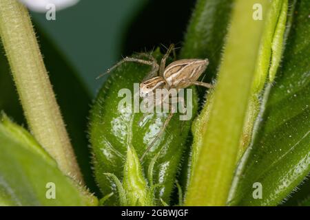 Striped Lynx Spider della specie Oxyopes salticus Foto Stock