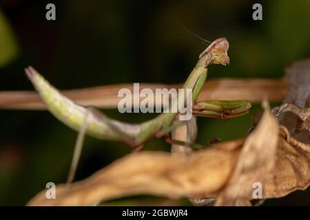 Piccolo Mantide Ninfa del genere Oxyopsis Foto Stock