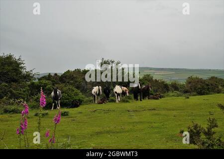 PONY SELVAGGI SOTTO LA PIOGGIA SU BODMIN MOOR CORNOVAGLIA Foto Stock