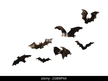 Set di pipistrelli volanti. Illustrazione di acquerello disegnata a mano, isolata su sfondo bianco Foto Stock